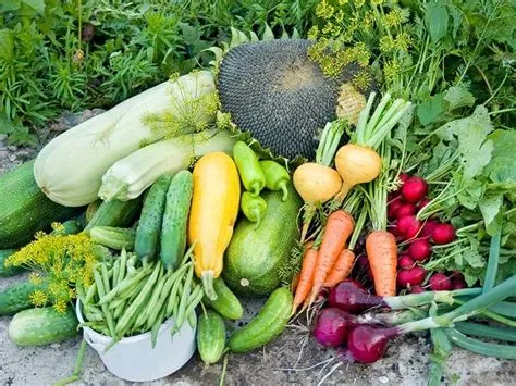  Your Vegetable Patch: A Gardener's Guide to Bountiful Harvest!:  Uncovering Ancient Wisdom Through Green Thumbs